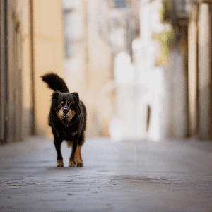 one dog walking on the street